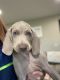 Weimaraner Puppies for sale in Yelm, WA 98597, USA. price: $1,000
