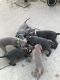 Weimaraner Puppies for sale in Commerce City, CO, USA. price: $650