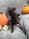 Weimaraner Puppies for sale in Athens, OH 45701, USA. price: $500