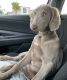 Weimaraner Puppies for sale in Lake Wales, FL, USA. price: $1,700