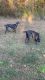 Weimaraner Puppies for sale in Knoxville, TN, USA. price: $1,000