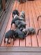 Weimaraner Puppies for sale in Knoxville, TN, USA. price: $800