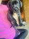 Weimaraner Puppies for sale in Wallace, NC, USA. price: $400