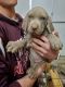 Weimaraner Puppies for sale in Pattonsburg, MO 64670, USA. price: $800