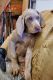 Weimaraner Puppies for sale in Pattonsburg, MO 64670, USA. price: $700