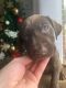 Weimaraner Puppies for sale in 442 Jefferson Towne Dr, Raleigh, NC 27606, USA. price: $500