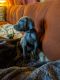 Weimaraner Puppies for sale in Marshall, TX, USA. price: $500