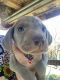 Weimaraner Puppies for sale in Dos Palos, CA 93620, USA. price: $1,500