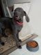 Weimaraner Puppies for sale in Taylors, SC, USA. price: $900
