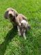 Weimaraner Puppies for sale in Menifee, CA, USA. price: $600