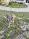Weimaraner Puppies for sale in Pasco County, FL, USA. price: $700