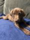 Weimaraner Puppies for sale in Canyon Lake, TX 78133, USA. price: $700