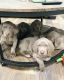 Weimaraner Puppies for sale in Maybrook, NY, USA. price: $1,100