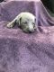 Weimaraner Puppies for sale in Mesa, AZ, USA. price: $1,200