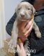 Weimaraner Puppies for sale in Lake Elsinore, CA 92530, USA. price: $300