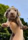 Weimaraner Puppies for sale in Jones, MI 49061, USA. price: $900