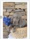 Weimaraner Puppies for sale in Amherst, NY, USA. price: $800