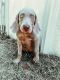 Weimaraner Puppies for sale in Holly Hill, SC 29059, USA. price: NA