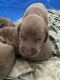 Weimaraner Puppies for sale in Spring, TX 77373, USA. price: NA