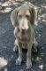 Weimaraner Puppies for sale in Holly Hill, SC 29059, USA. price: $300