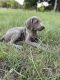 Weimaraner Puppies for sale in Cushing, TX 75760, USA. price: $700