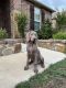 Weimaraner Puppies for sale in Fort Worth, TX, USA. price: $1,200