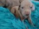 Weimaraner Puppies for sale in Tollhouse, CA 93667, USA. price: $1,000