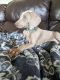 Weimaraner Puppies for sale in Anderson, SC, USA. price: $350