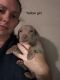 Weimaraner Puppies for sale in Inverness, FL, USA. price: $1,000