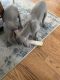 Weimaraner Puppies for sale in Spring, TX 77373, USA. price: $250