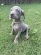 Weimaraner Puppies for sale in Springfield, MO, USA. price: NA