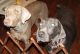 Weimaraner Puppies for sale in Warren, OH, USA. price: $100
