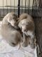 Weimaraner Puppies for sale in Hartford, MI 49057, USA. price: $600