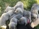 Weimaraner Puppies for sale in Portland, OR, USA. price: NA