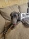 Weimaraner Puppies for sale in Rutherfordton, NC, USA. price: NA
