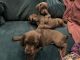Weimaraner Puppies for sale in Knoxville, TN, USA. price: $900