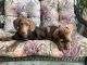 Weimaraner Puppies for sale in Riverside, CA, USA. price: $450