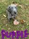 Weimaraner Puppies for sale in Hickory, NC, USA. price: $800