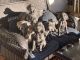 Weimaraner Puppies for sale in Knoxville, TN, USA. price: $500