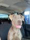 Weimaraner Puppies for sale in Hilliard, OH 43026, USA. price: $150