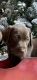 Weimaraner Puppies for sale in Defuniak Springs, FL, USA. price: $500