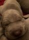 Weimaraner Puppies for sale in 122 Cynthia Ln, Summerville, SC 29485, USA. price: $900