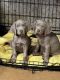 Weimaraner Puppies for sale in Rocky Mount, VA 24151, USA. price: $700