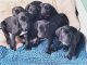 Weimaraner Puppies for sale in Selden, NY, USA. price: $1,000