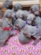 Weimaraner Puppies for sale in Tucson, AZ, USA. price: $1,500