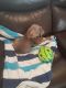 Weimaraner Puppies for sale in Irmo, SC, USA. price: $1,250
