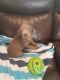 Weimaraner Puppies for sale in Irmo, SC, USA. price: $1,200