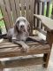 Weimaraner Puppies for sale in Oxford, NC 27565, USA. price: $700