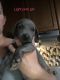Weimaraner Puppies for sale in Inverness, FL, USA. price: NA