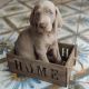 Weimaraner Puppies for sale in CHRISTIANSBRG, VA 24073, USA. price: $700